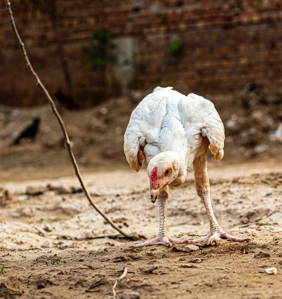 Beyaz Asil tavuk piliçleri