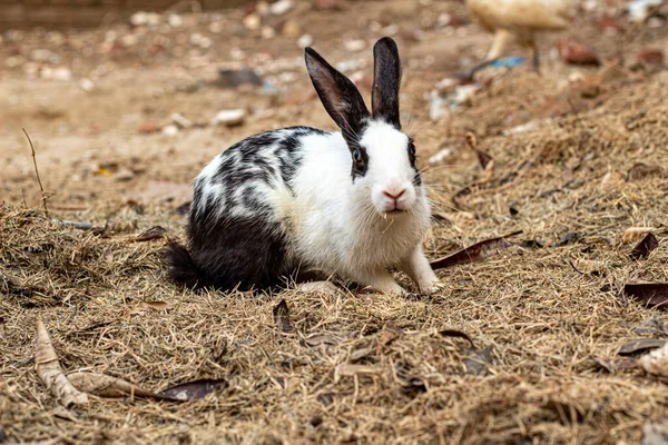 Yerde siyah ve beyaz tavşan yaprak yerken sevimli görünüyor.