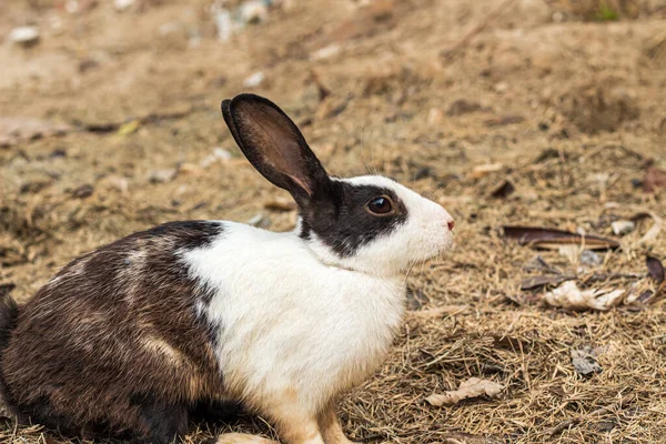Yerde siyah ve beyaz tavşan sevimli görünüyor.