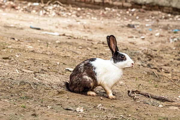 Yerde siyah ve beyaz tavşan sevimli görünüyor.