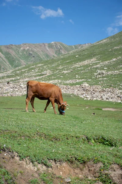 İnek tarlada otluyor.