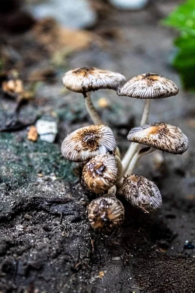 Yağmurlu havada mantar resmi çok güzel görünüyor.