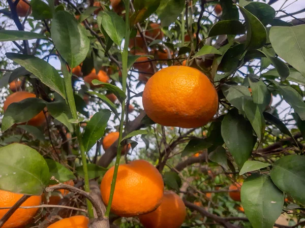 Ağaçta taze portakallar asılı.