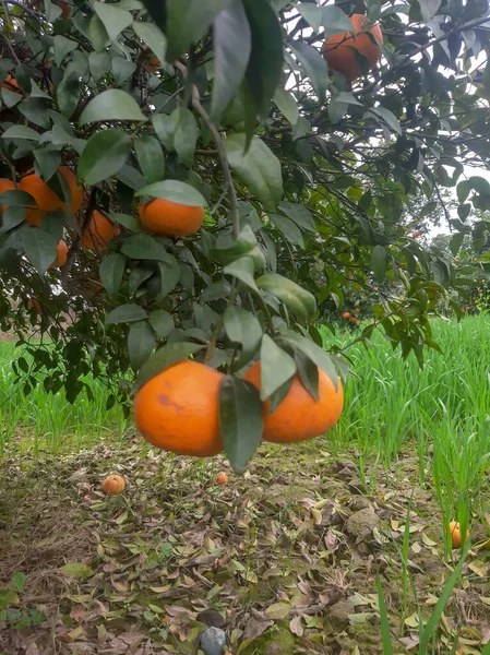 Frische Orangen Hängen Baum — Stockfoto