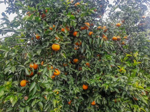 Arancio Pieno Arance Sembra Impressionante Vera Natura Frutta Fresca — Foto Stock
