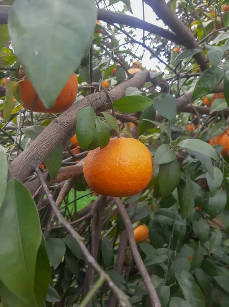 Naranjas Frescas Cuelgan Árbol —  Fotos de Stock