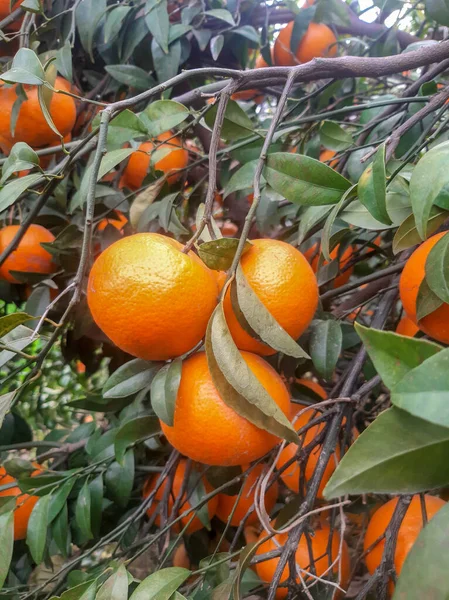 Ağaçta taze portakallar asılı.