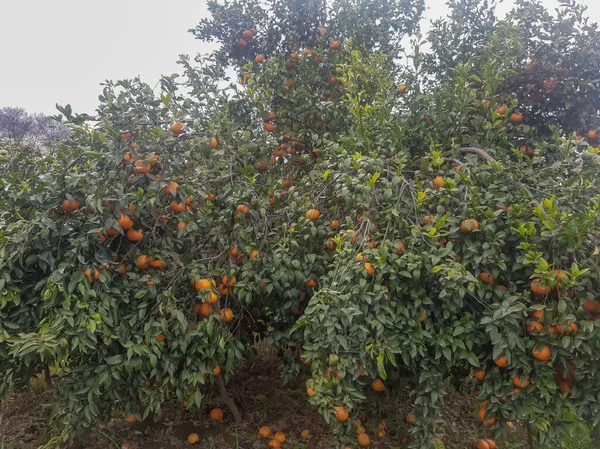 Arancio Pieno Arance Sembra Impressionante Vera Natura Frutta Fresca — Foto Stock