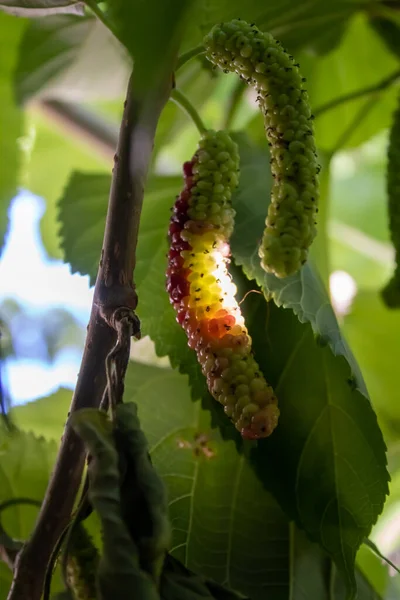Dut meyvesi ekstra büyük boy ve tatlı görünüyor. Pakistan 'ın Faisalabad şehrinde bulunan eşsiz bir verity..