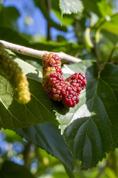 Dut meyvesi ekstra büyük boy ve tatlı görünüyor. Pakistan 'ın Faisalabad şehrinde bulunan eşsiz bir verity..