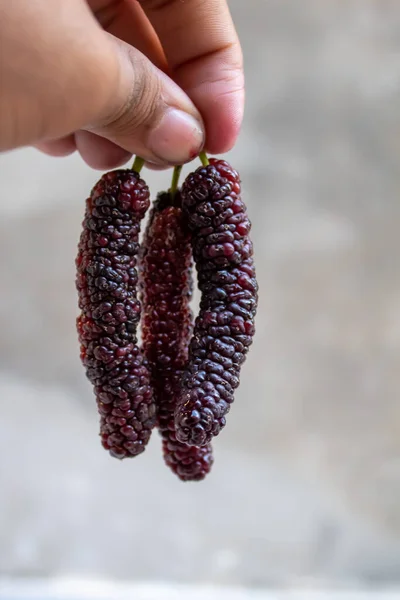 Dut meyvesi ekstra büyük boy ve tatlı görünüyor. Pakistan 'ın Faisalabad şehrinde bulunan eşsiz bir verity..