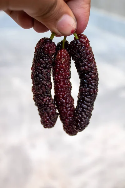 Mulberry Fruit Extra Large Size Sweet Looks Yummy Unique Verity — стоковое фото