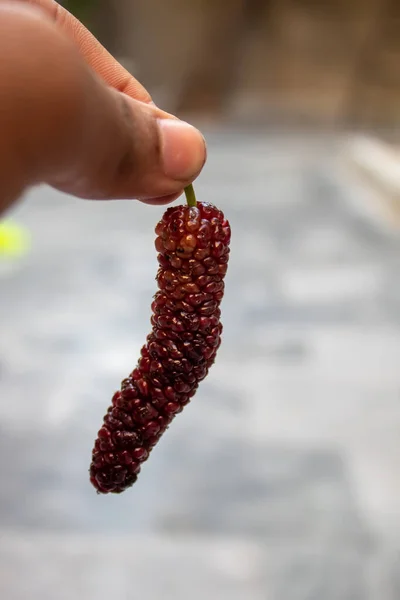 Dut meyvesi ekstra büyük boy ve tatlı görünüyor. Pakistan 'ın Faisalabad şehrinde bulunan eşsiz bir verity..