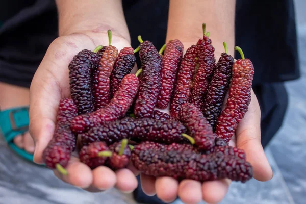 Elinde kırmızı dut var. Kırmızı mor dut taze dut fiber ve besin sağlar. .