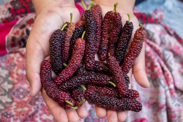 Elinde kırmızı dut var. Kırmızı mor dut taze dut fiber ve besin sağlar. .