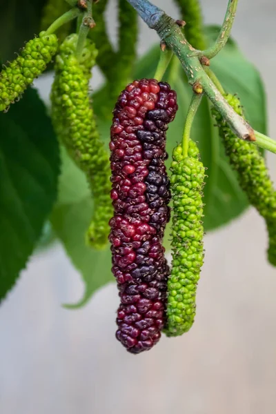 Ağaçta asılı dutlar. Ekstra büyük boy ve tatlı lezzetli görünüyor. Pakistan, Faisalabad 'da benzersiz bir verity bulundu.
