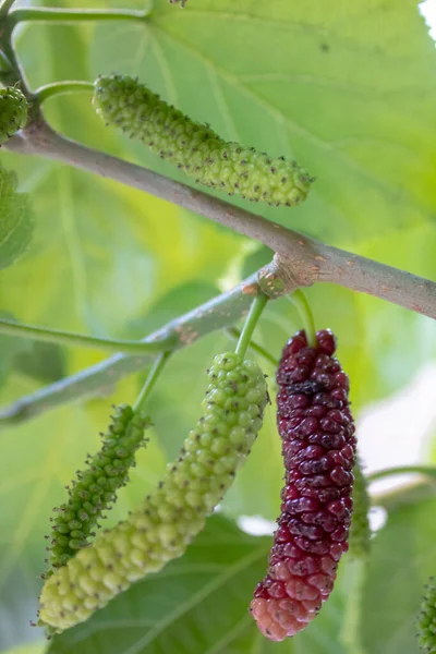 Ağaçta asılı dutlar. Ekstra büyük boy ve tatlı lezzetli görünüyor. Pakistan, Faisalabad 'da benzersiz bir verity bulundu.