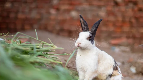 Yerde siyah ve beyaz tavşan yaprak yerken sevimli görünüyor.