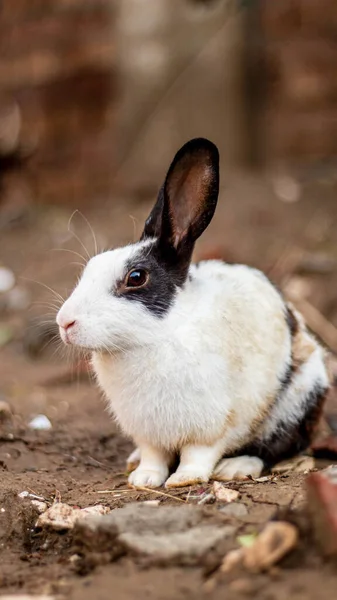 Siyah Beyaz Tavşan Arkaplanı — Stok fotoğraf