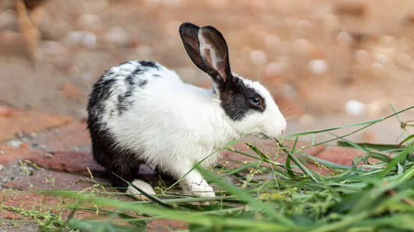 Yerde siyah ve beyaz tavşan yaprak yerken sevimli görünüyor.