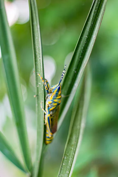 Çimlerin üzerinde çekirge. depo fotoğrafı