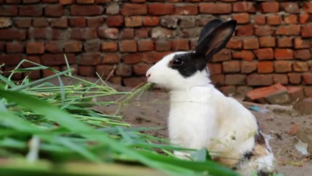 Bianco Nero Coniglio Terra Guardare Carino Mangiare Foglie Brodo Filmati — Video Stock