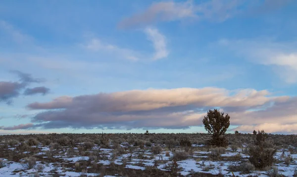 Oregon 'da yapayalnız bir ağaçla kırsal arazinin üzerinde gün batımı
