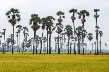 Şeker palmiye ağacı ve pirinç alan