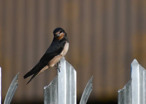 Fledgling Swallow Perched Metal Fence Surrounded Agricultural Barn — Stock Photo, Image