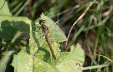 Yusufçuk kanatlarını yere yakın bir yaprağın üzerinde ısıtıyor.