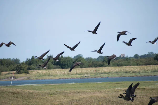 Καναδάς Geese Πετούν Πάνω Από Marshland Μια Chirch Στο Παρασκήνιο — Φωτογραφία Αρχείου