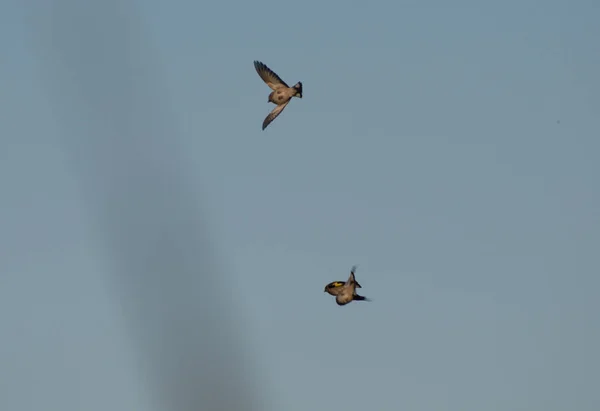 Dois Goldfinches Voo Com Fundo Claro — Fotografia de Stock