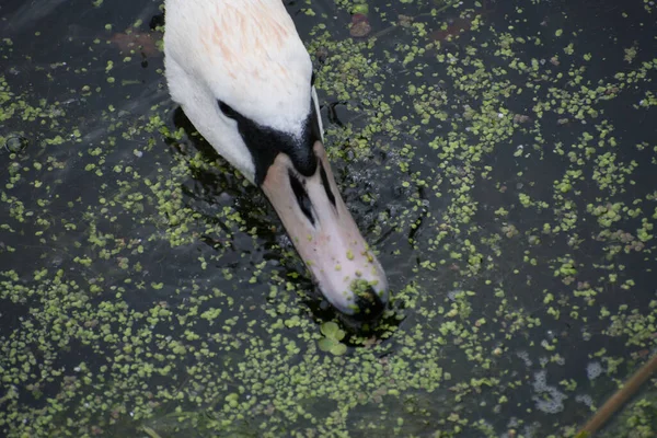 Cisne Comendo Algas Uma Piscina Água — Fotografia de Stock