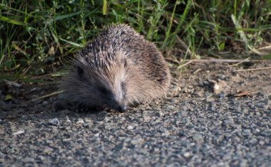 Yol kenarında yorgun ve öksüz bir domuz yavrusu. Arka planda yeşil çimenler var..