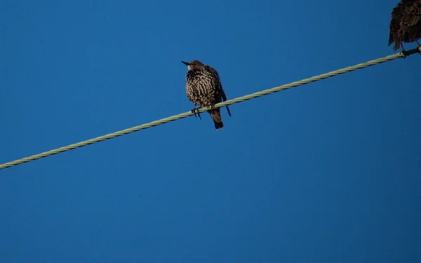 Moulting Starling Flegdlings Electrical Wire Very Blue Sky — Stock Photo, Image