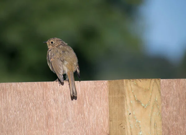 Single Juvenile Robin Perching Fence Green Background — Stock Photo, Image