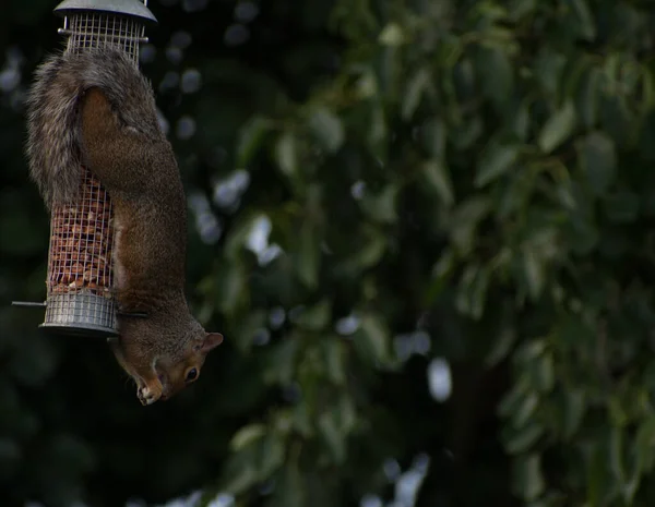 Écureuil Gris Mangeant Des Arachides Sur Une Mangeoire Oiseaux Avec — Photo