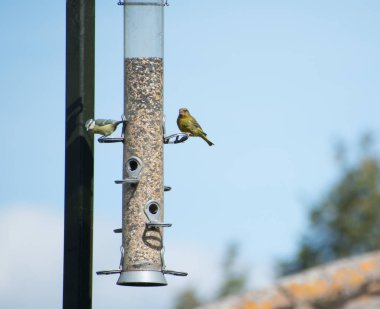 Bluetit and Greenfinch eating seeds together on a bird feeder. The blue tit is looking away from the feeder. 