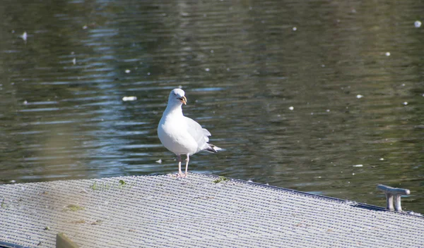 Uma Única Gaivota Arenque Pousada Molhe Lago Com Água Ondulante — Fotografia de Stock