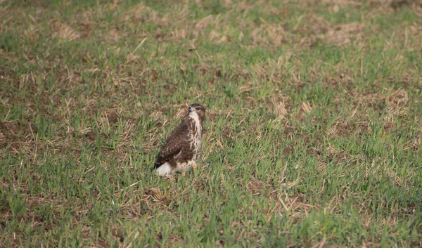 Common Buzzard Looking Right Perching Field Sunny Day — Stock Photo, Image