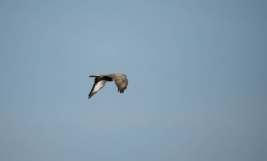 Güneşli bir yaz gününde mavi bir arka planla yanımdan geçip giden Akbaba..