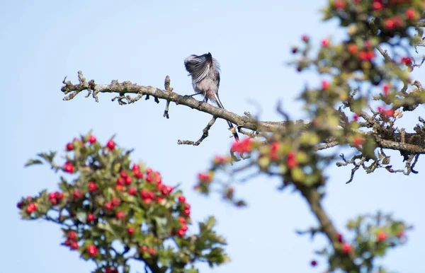 Long Tailed Tit Preening Itself Tree Full Autumn Berries Sunny — Stock Photo, Image