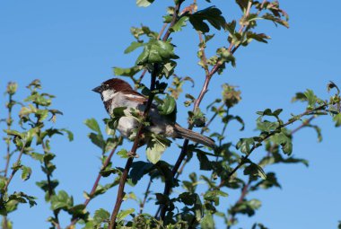 Tek bir meraklı ev serçesi mavi gökyüzü arkaplanı ve yaprakları olan bir ağaca tünemiş.. 