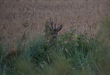 Çalılıklarda korkmuş tek bir Roe Geyiği uzaktaki tarlalarla kameraya doğru bakıyordu.. 
