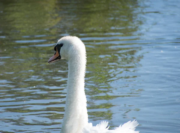 Mute Swan Porträtt Fågeln Omgiven Porlande Vatten — Stockfoto