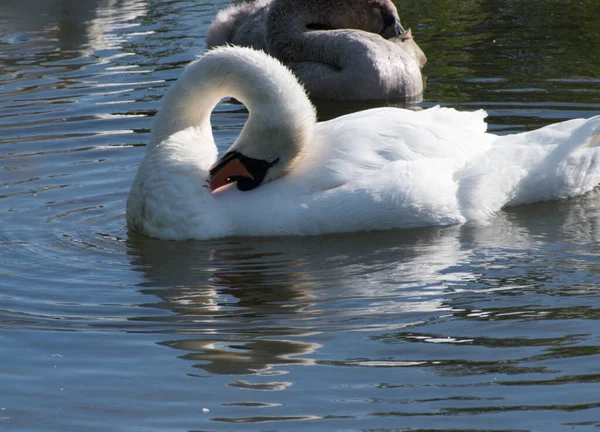 Una Famiglia Cigni Adulto Sta Preparando Con Cygnet Sullo Sfondo — Foto Stock