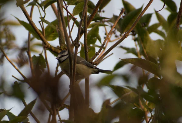初秋の日には木に白みを帯びています 鳥は枝によってわずかに隠されている — ストック写真
