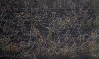 Kameradan uzağa, yakın zamanda hasat edilmiş bir tarlaya bakıyorsun.. 
