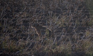 Tavşan, hasattan sonra kameradan uzağa, sakallarla dolu bir tarlaya bakıyor.. 