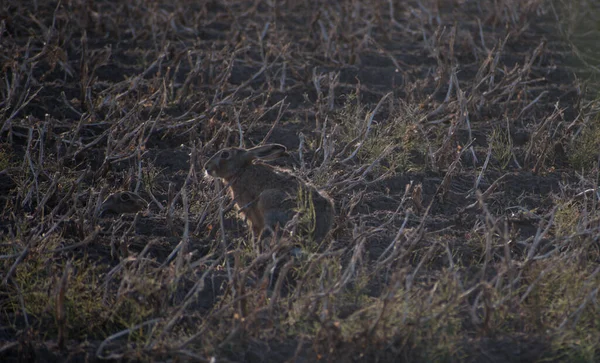 Tavşan, hasattan sonra kameradan uzağa, sakallarla dolu bir tarlaya bakıyor.. 